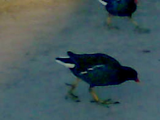 Photo © Ernesto Timor