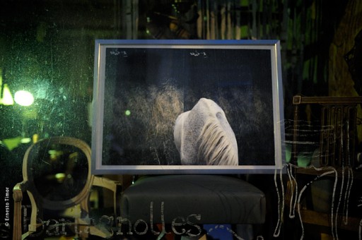 Photo © Ernesto Timor