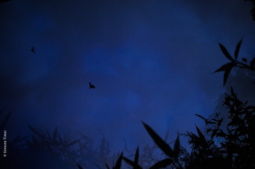 Photo © Ernesto Timor