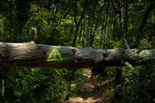 shot: jul 12 | printed: today | timber ! | south of france