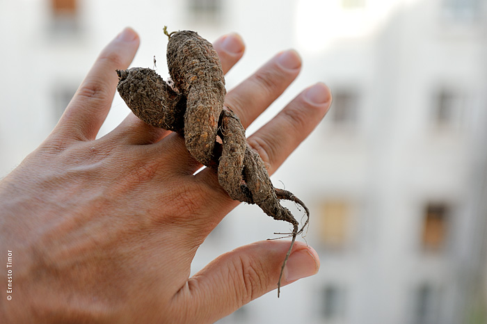 Les frères Toujours