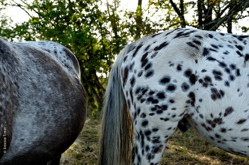 Cliquez pour voir la séquence... Photo © Ernesto Timor