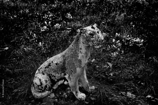 Cliquez pour agrandir Photo © Ernesto Timor