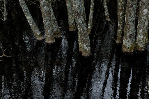 Photo © Ernesto Timor