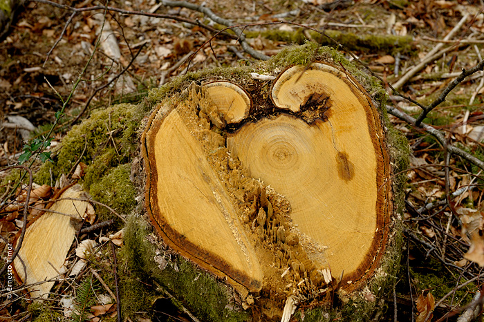 Les attractions nécessaires :  aujourd’hui, le détachement