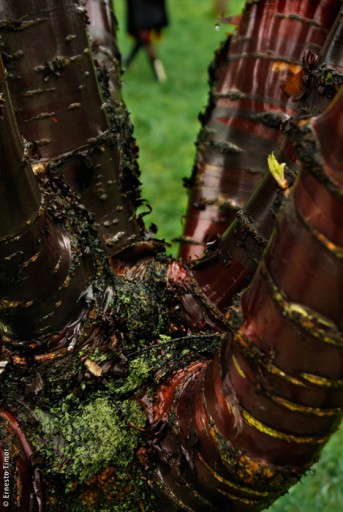 Photo © Ernesto Timor