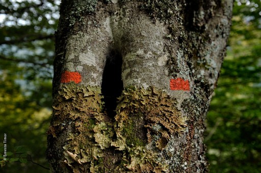 Photo © Ernesto Timor