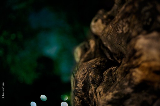 Photo © Ernesto Timor