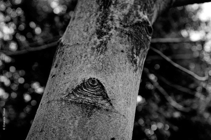 La fête à Neunœil