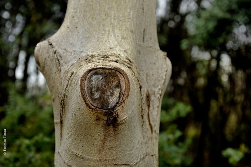 Cliquer pour agrandir Photo © Ernesto Timor