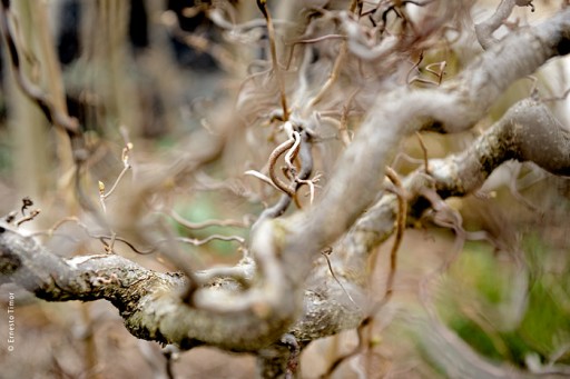 Photo © Ernesto Timor