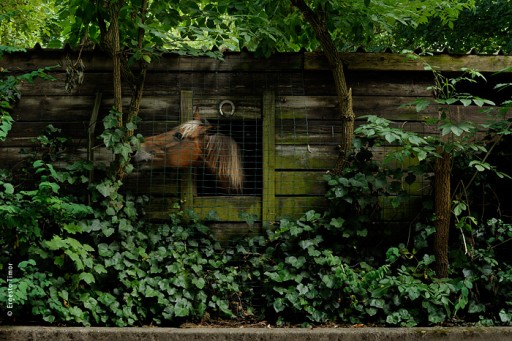 Photo © Ernesto Timor