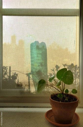 Cliquer pour agrandir Photo © Ernesto Timor