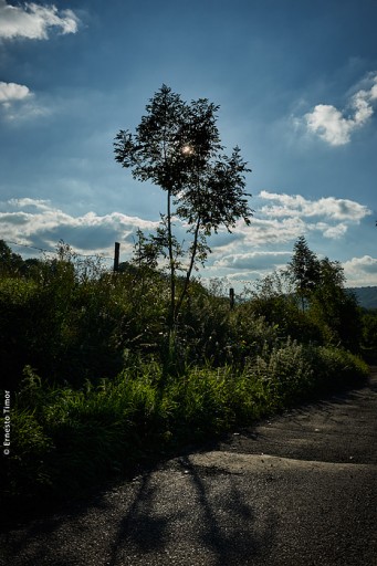 Cliquer pour agrandir Photo © Ernesto Timor - deux arbustes et le soleil