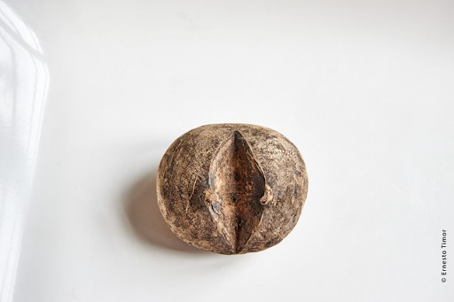 Photo © Ernesto Timor - radis noir