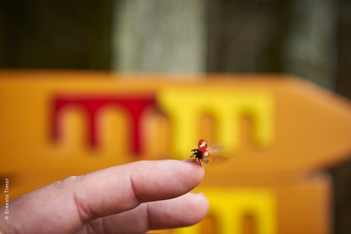 Photo © Ernesto Timor - Suivez cette coccinelle !