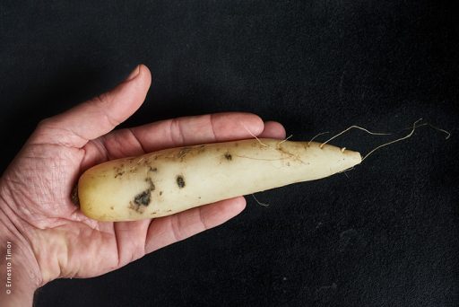 Photo © Ernesto Timor - Daïkon