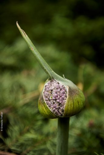 Photo © Ernesto Timor