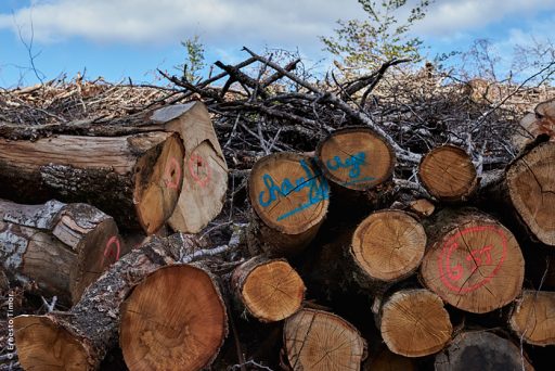 Photo © Ernesto Timor - Bois de chauffage