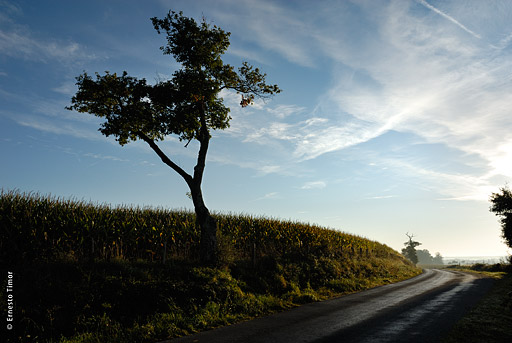 Photo © Ernesto Timor - 