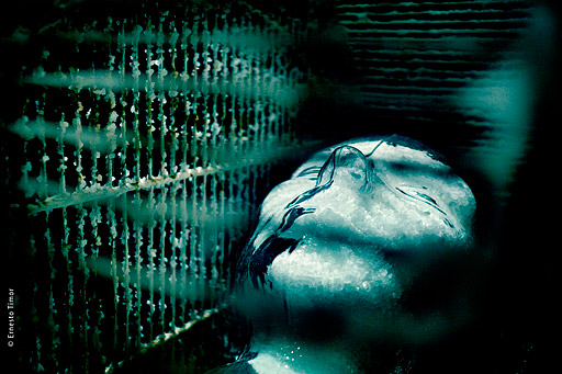 de-mes-yeux-la-prunelle Photo © Ernesto Timor -