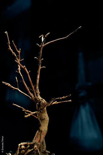 planet-claire Photo © Ernesto Timor -