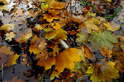 Photo © Ernesto Timor - 