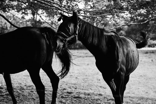 Photo © Ernesto Timor - 