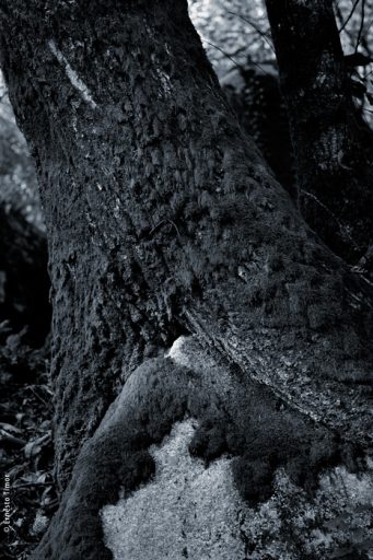 Photo © Ernesto Timor - 