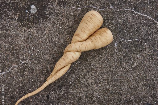 Photo © Ernesto Timor - tendres panais