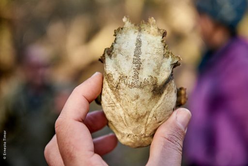 Photo © Ernesto Timor - Crâne mystère
