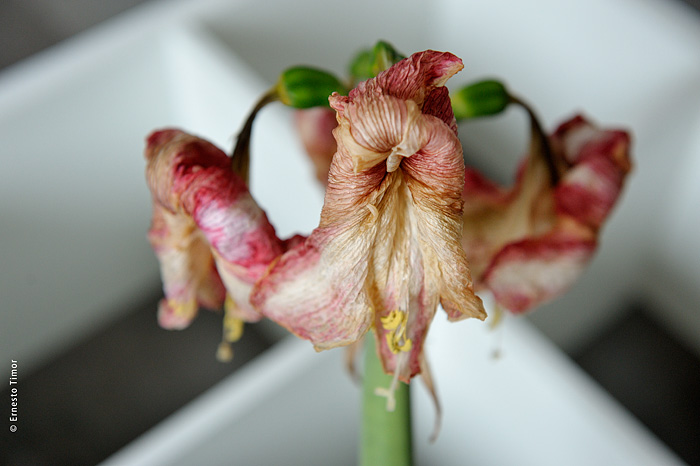 Educateur de plantes vertes