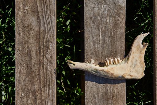Photo © Ernesto Timor - Mandibule