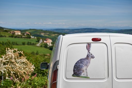 Photo © Ernesto Timor - Un lièvre en tôle