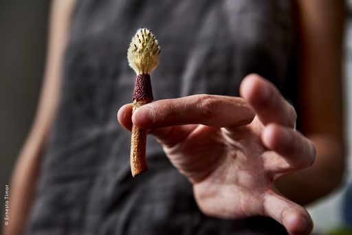 Photo © Ernesto Timor - Gourmandise