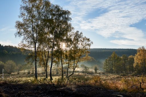 Photo © Ernesto Timor - Brume matinale