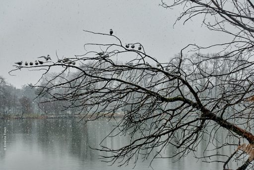 Photo © Ernesto Timor - Mouettes enneigées