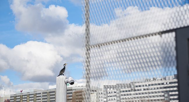 Un petit noyau réfractaire