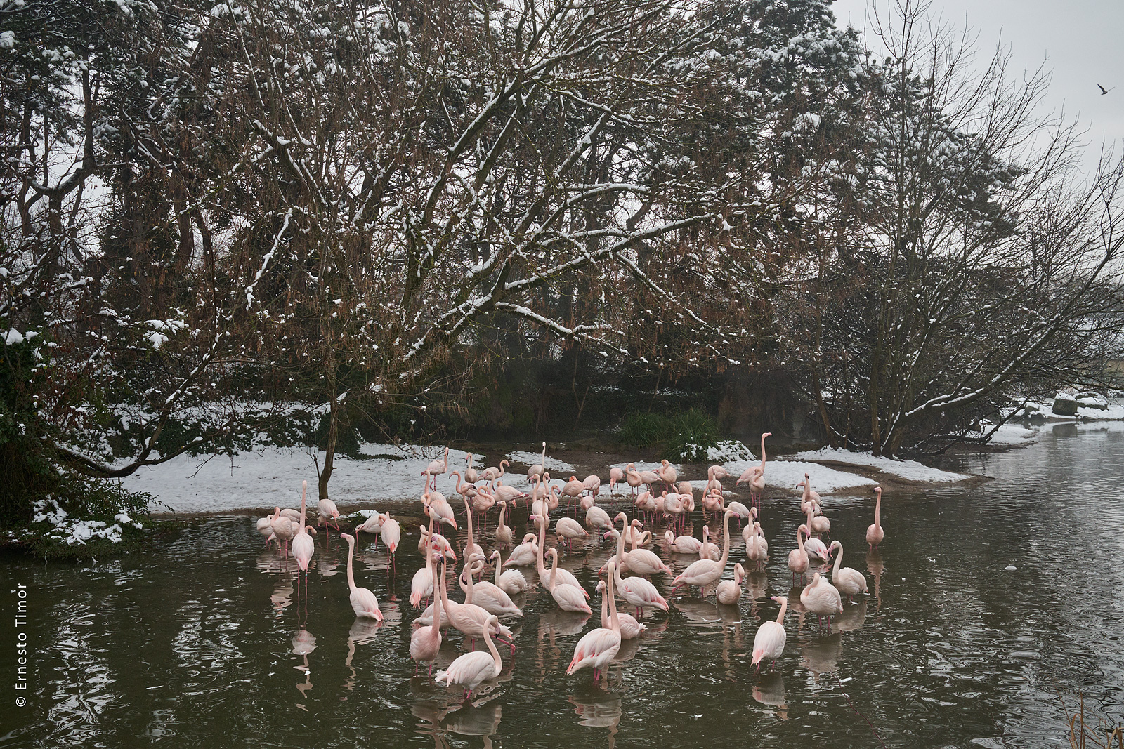 Photo © Ernesto Timor - Flamants roses sous la neige