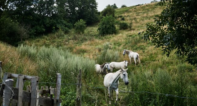 Four horses
