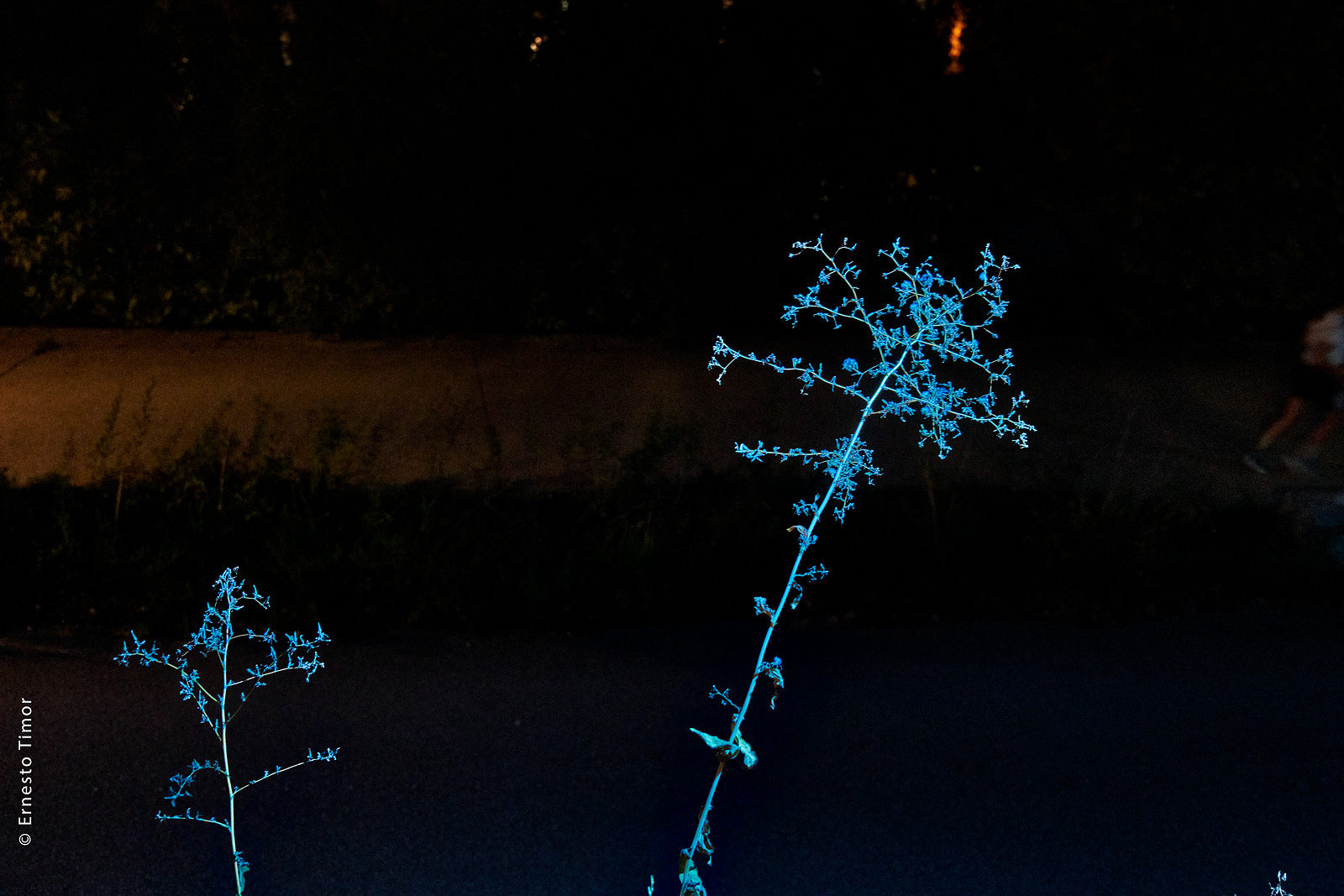 Adventices, photo © Ernesto Timor